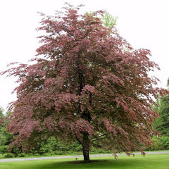 Tri-Color Beech Tree