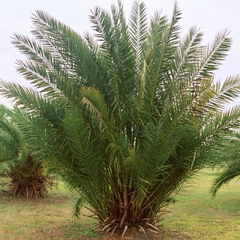 Medjool Date Palm Tree - 7" Potted, 5+ Years Old, Phoenix Dactylifera, 1 Live Starter Plant, 38"+ Tall - Edible & Ornamental