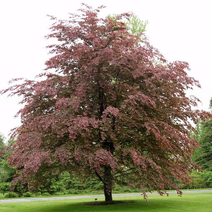 Tri-Color Beech Tree